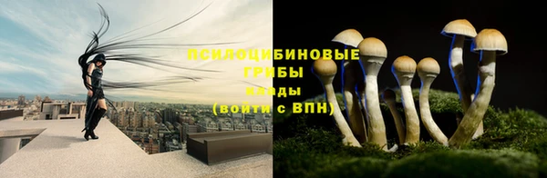 прущие грибы Беломорск